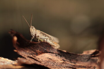 grasshopper on a tree