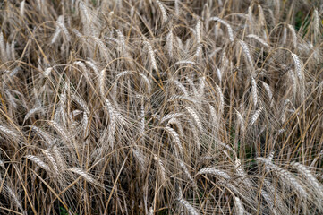 Ripe barley grains ready to harvest and making whiskey