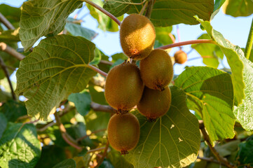 Golden or green kiwi fruits hanging on kiwi tree in orchard in Italy