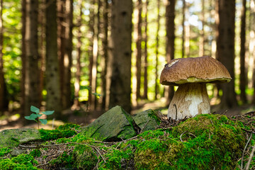 Steinpilze im Wald