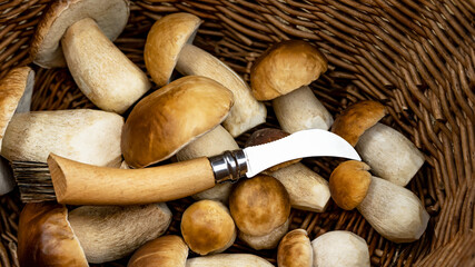 Mushroom background - Top view of many porcini mushrooms / Boletus edulis (king bolete) and mushroom knife in basket - obrazy, fototapety, plakaty