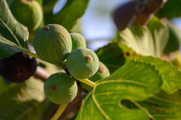 Sweet fig fruits ripening on big tree in summer