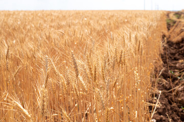 golden wheat field on a clear sunny day. Grain harvesting season. Wealth of Russia