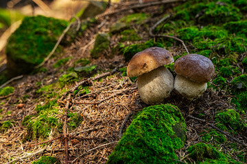 Steinpilze im Wald
