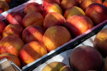 New harvest of big sweet ripe nectarines peaches