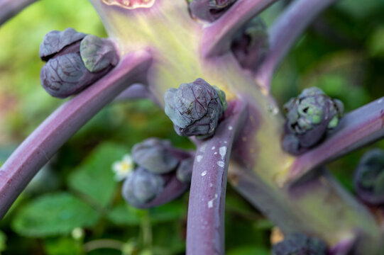 Purple Brussels Sprouts Cabbages Growing On Plant In Organic Garden