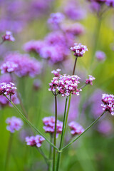 Botanical collection of medicinal and edible plants, purple flowers of verbena officialis plant