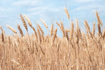wheat field and blue sky. Delicate natural background. Spikelets of bread shake with the wind