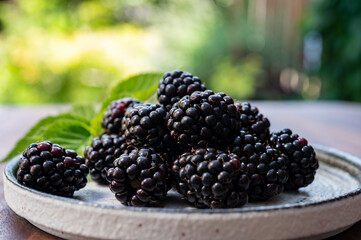 Ripe healthy antioxidant black currant or bramble berries