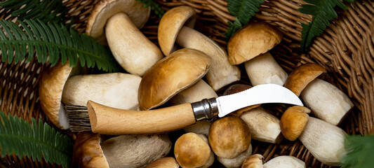 Mushroom background banner - Top view of many porcini mushrooms / Boletus edulis (king bolete), mushroom knife and green fresh fern in basket