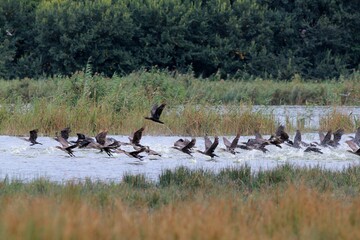 Soaring flock of cormorants on the lake
