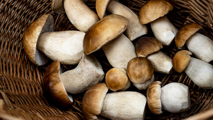 Mushroom background - Top view of many porcini mushrooms / Boletus edulis (king bolete)  in basket