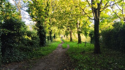 Obraz premium path in the forest