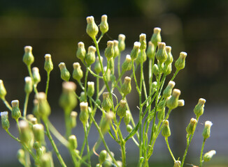 Erigeron canadensis grows in nature
