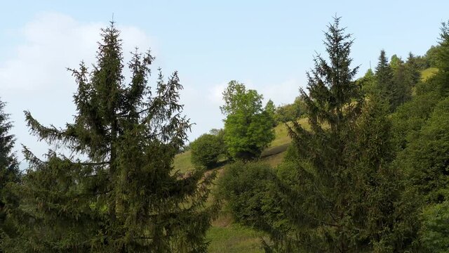 Drone flight near the tops of evergreen spruce trees overlooking the picturesque natural landscape of the countryside. Haystacks on a meadow on a mountain slope