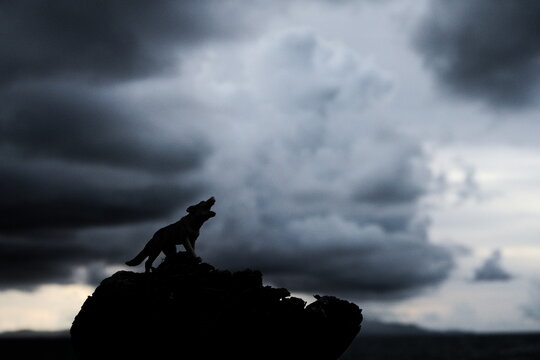 Wolf howling in the dark night