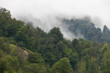 Mountain forest with clouds. Misty landscape