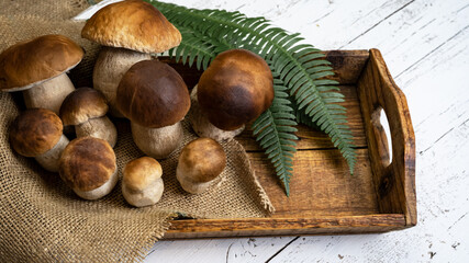 Fresh forest mushrooms /Boletus edulis (king bolete) / penny bun / cep / porcini and green fern on...