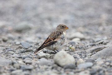 bunting, wildlife in Iceland