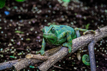 chameleon