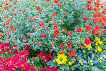 Naklejka premium Bright autumn flower bloomed in a botanical garden