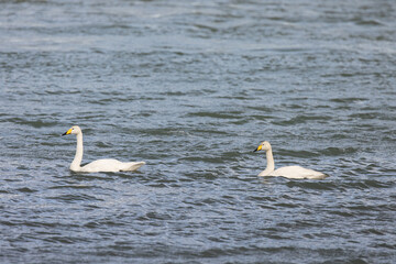 swan ,wildlife in Iceland