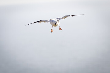 fulmar ,wildlife in Iceland
