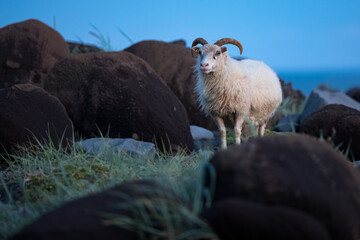 sheep ,wildlife in Iceland
