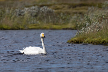 swan ,wildlife in Iceland