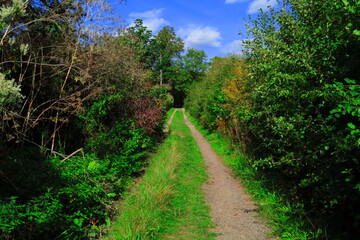 Fototapeta na wymiar Forest path in Streatley’s Chalk Grasslands