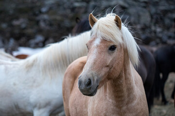 Obraz na płótnie Canvas horse,wildlife in Iceland