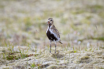 golden plover ,wildlife in Iceland
