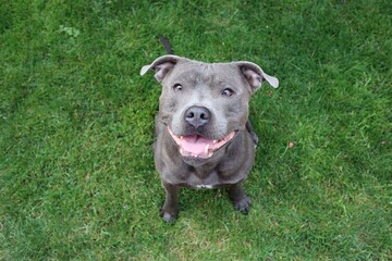 Top View of Staffordshire Bull Terrier Sitting in the Garden with Smile on its Face. Cute Domestic...