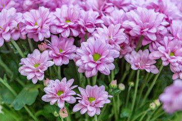 Obraz premium Bright autumn flower bloomed in a botanical garden