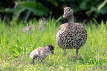 Mother Australian wood duck and duckling