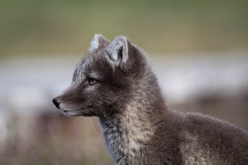 arctic fox puppy, wildlife in Iceland