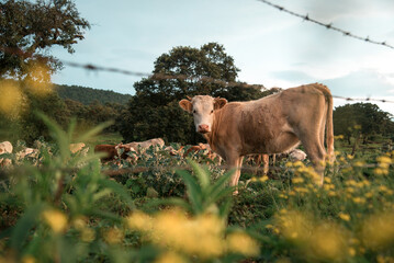 Paisaje con vacas, flores y vegetación del campo.