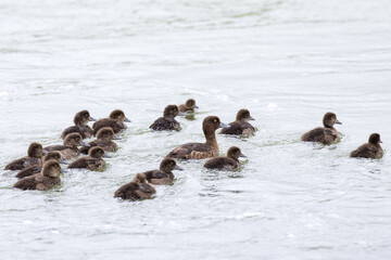ducks ,wildlife in Iceland
