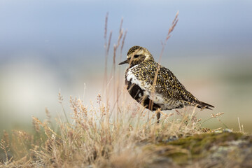 golden plover ,wildlife in Iceland