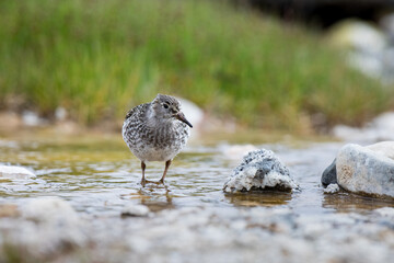 sandpiper ,wildlife in Iceland