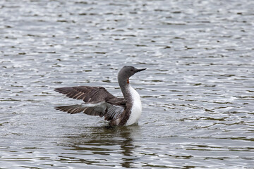 loon ,wildlife in Iceland