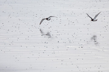 oystercatcher ,wildlife in Iceland