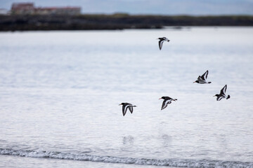 oystercatcher ,wildlife in Iceland