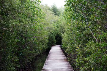 Fototapeta na wymiar cement walkway on mangrove forest in public natural park