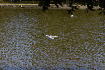 Pidgeon in flight