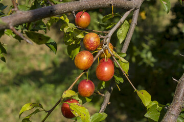 Red plums on tree brunch vegetation autumn