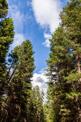 Fototapeta premium Beautiful forest green trees under blue sky with white clouds.