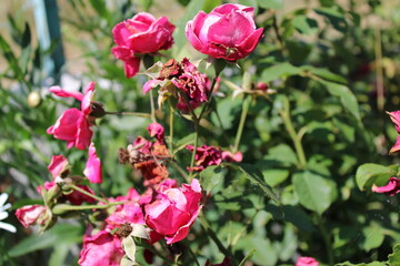 pink flowers in a garden