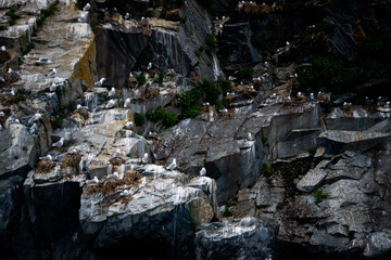 Seagulls on a Cliff 1