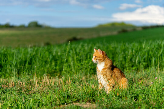 un chat roux devant un champs vert cultiv&eacute;